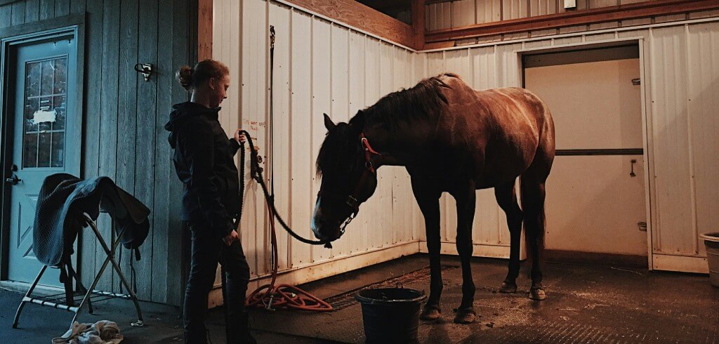 A woman in riding gear holding a lead rope attached to a dark bay horse in a stable