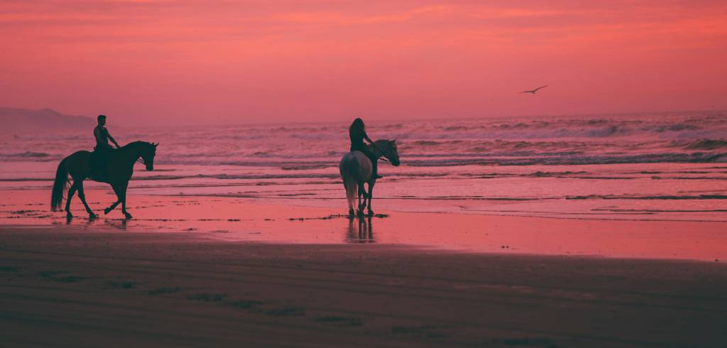 Popular Horse Breeds in South Africa: A Buyer's Guide