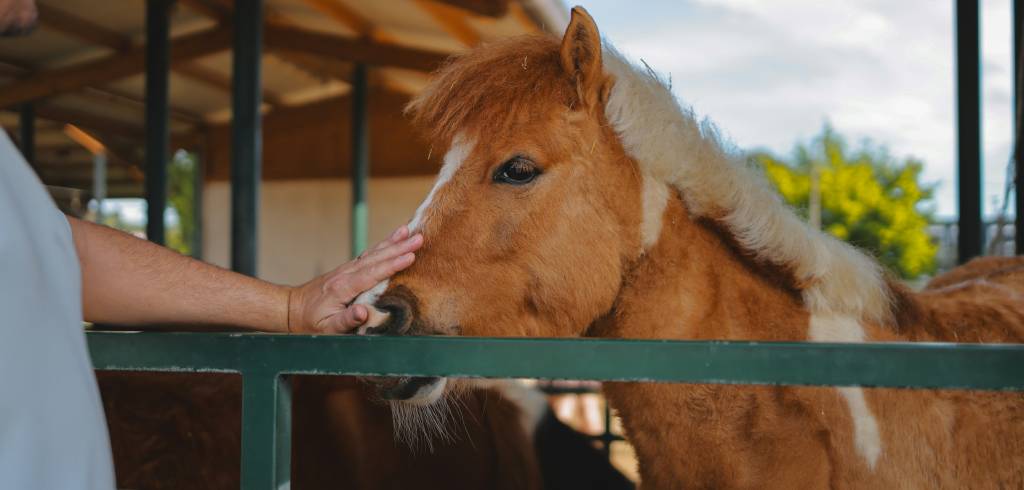Buying a First Pony for Your Child: A Parent's Guide