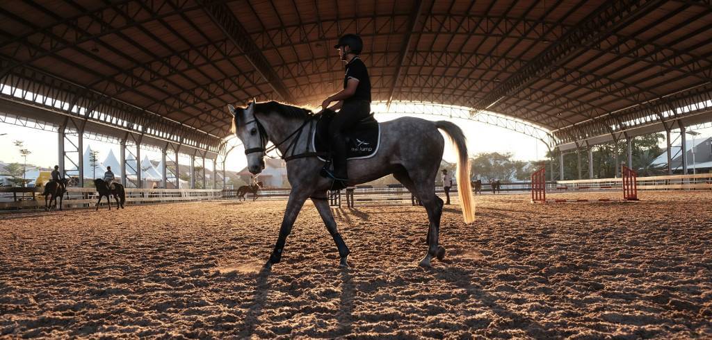Essential Horse Riding Equipment for Beginners
