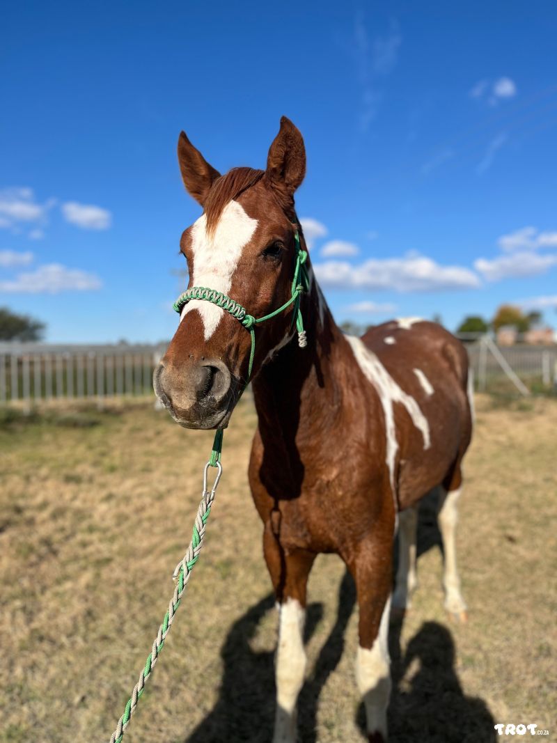 Pinto Boerperd gelding 