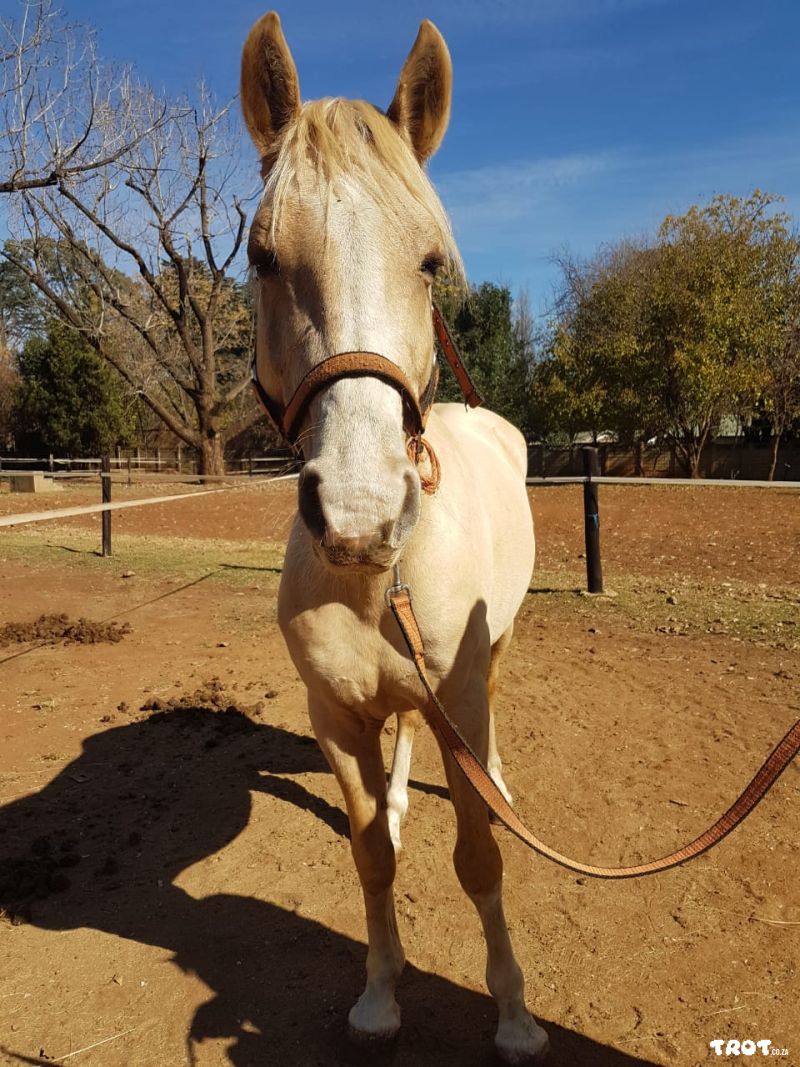 Pinto Palomino Gelding 