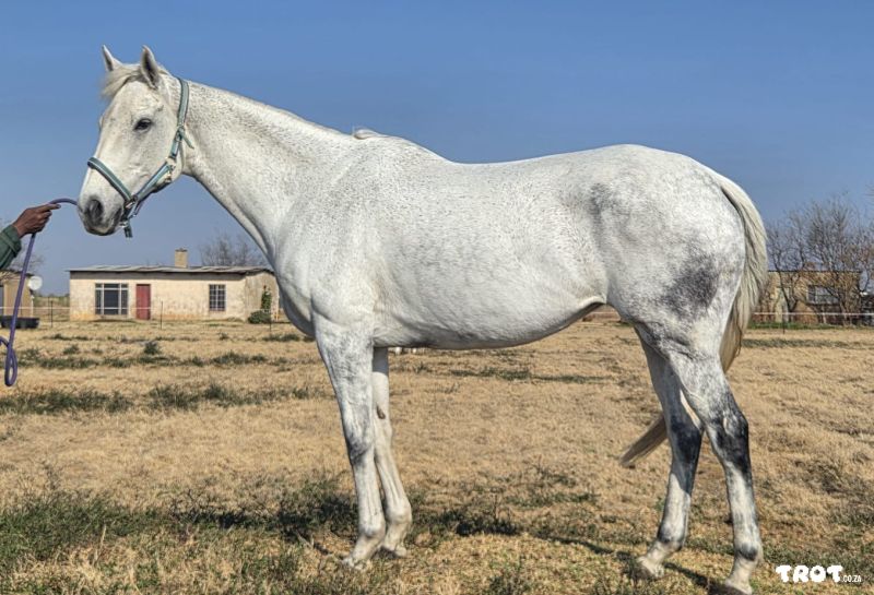 Stunning thoroughbred mare for sale 