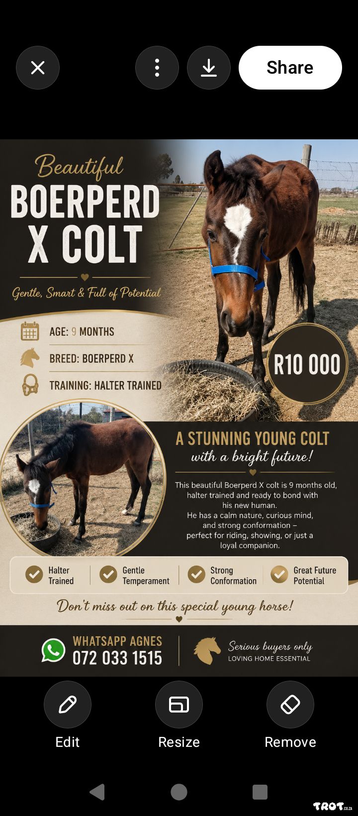 Boerperd X Colt – 9 Months Old