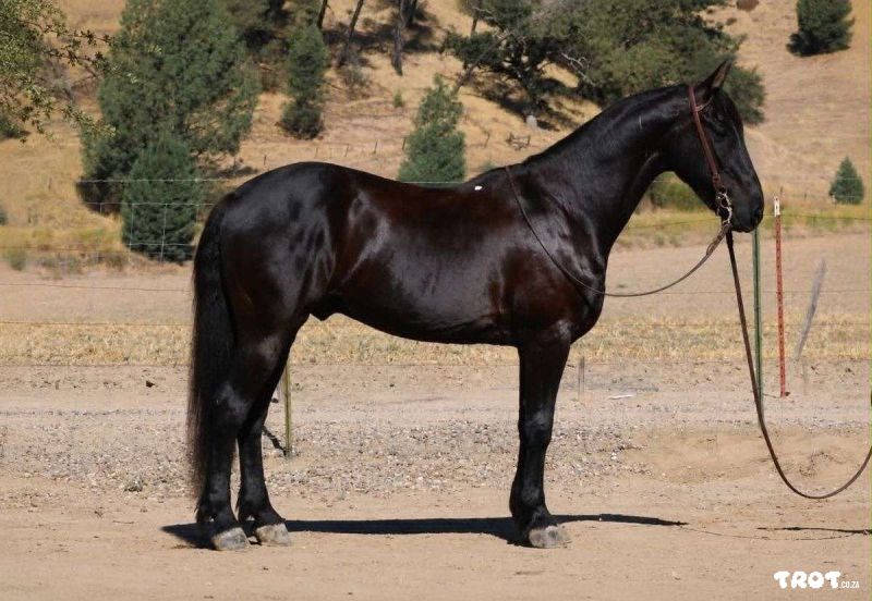 Absolutely gorgeous 6-year-old Friesian gelding