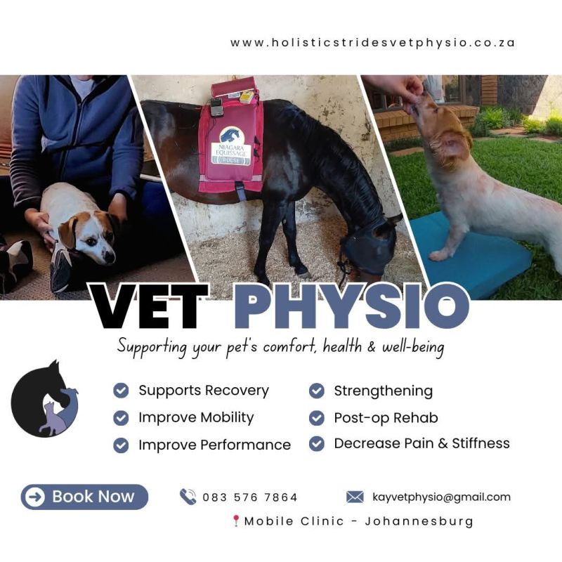 Mobile veterinary physiotherapy 